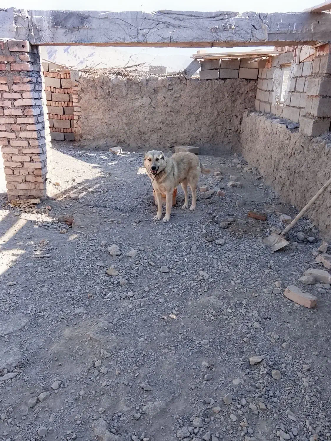 سگ رمه ای|سگ|گزیک, |دیوار