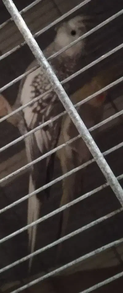 6عدد عروس ماده بالغ 2تا ایزابل آهویی یکی 2سینامون|پرنده|هشتگرد, هشتگرد قدیم|دیوار