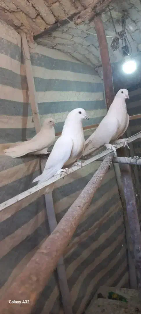 کبوتر سفید پر|پرنده|جونقان, |دیوار