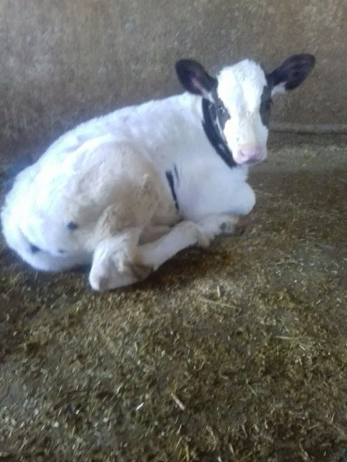 گوساله|حیوانات مزرعه|جونقان, |دیوار