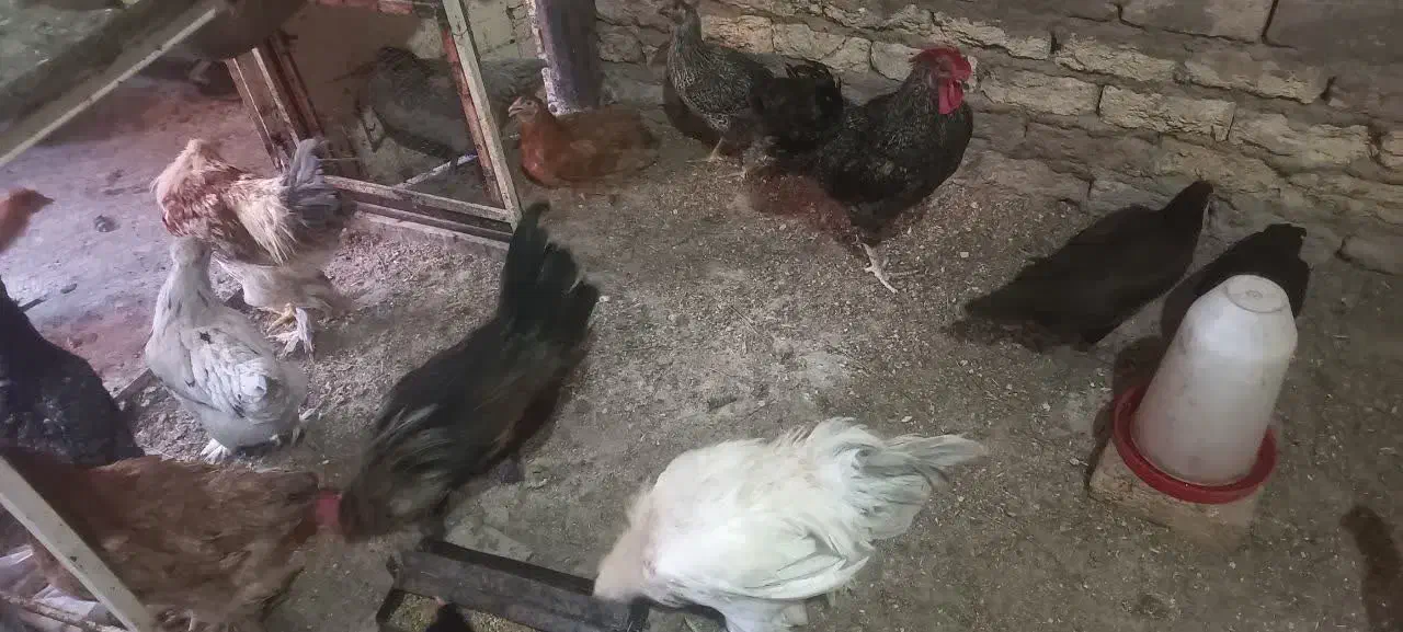 مرغ سیاه رسمی تازه تخم گلپایگانی|حیوانات مزرعه|قم, نخودی|دیوار