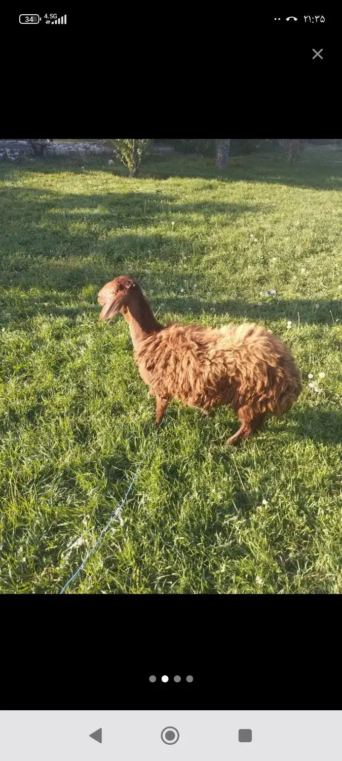 بره نر گوشتی و نذری|حیوانات مزرعه|ارومیه, |دیوار