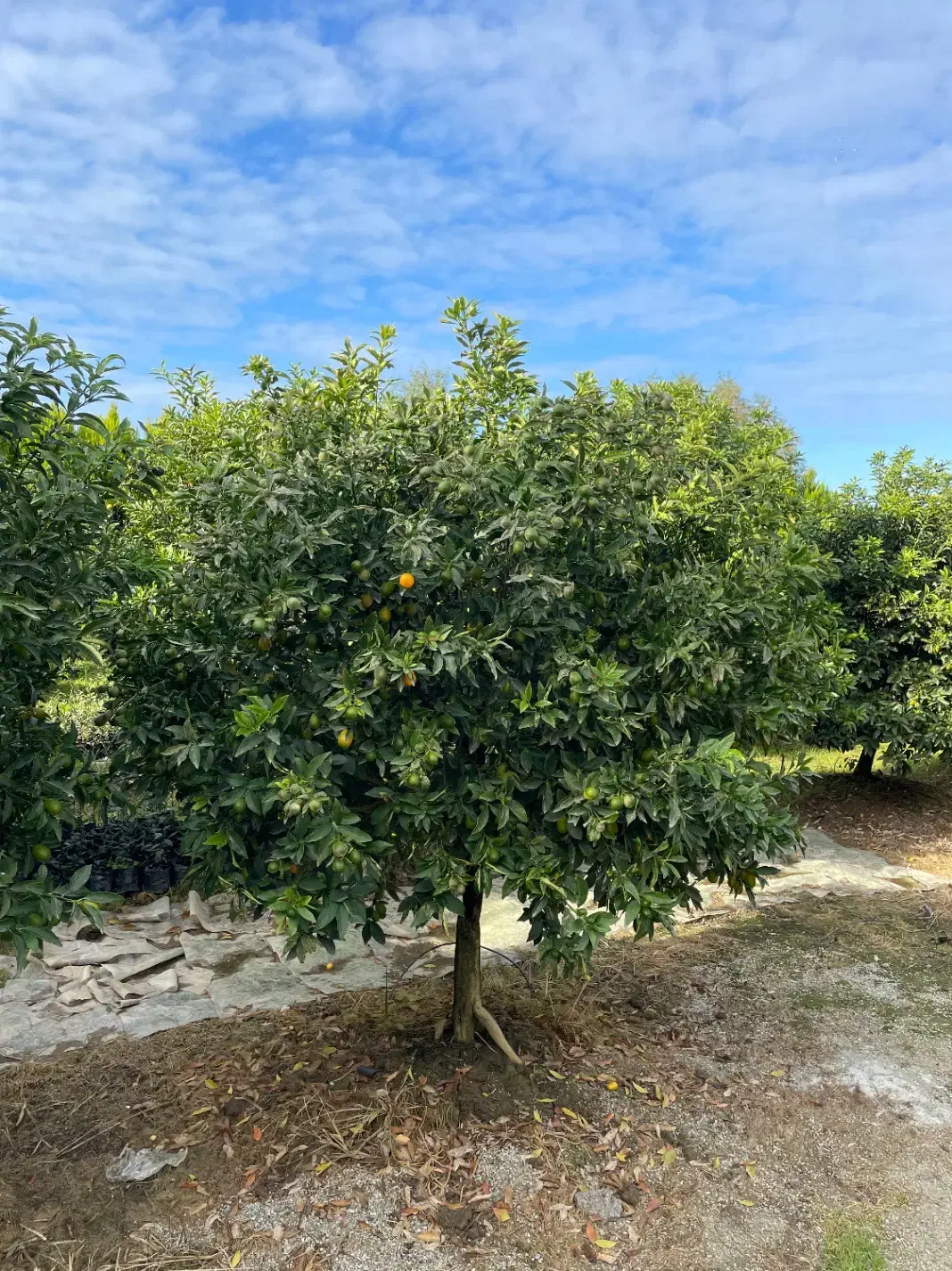 درخت کامکوات  ۶ ساله|گل و گیاه طبیعی|خرم‌آباد (تنکابن), |دیوار