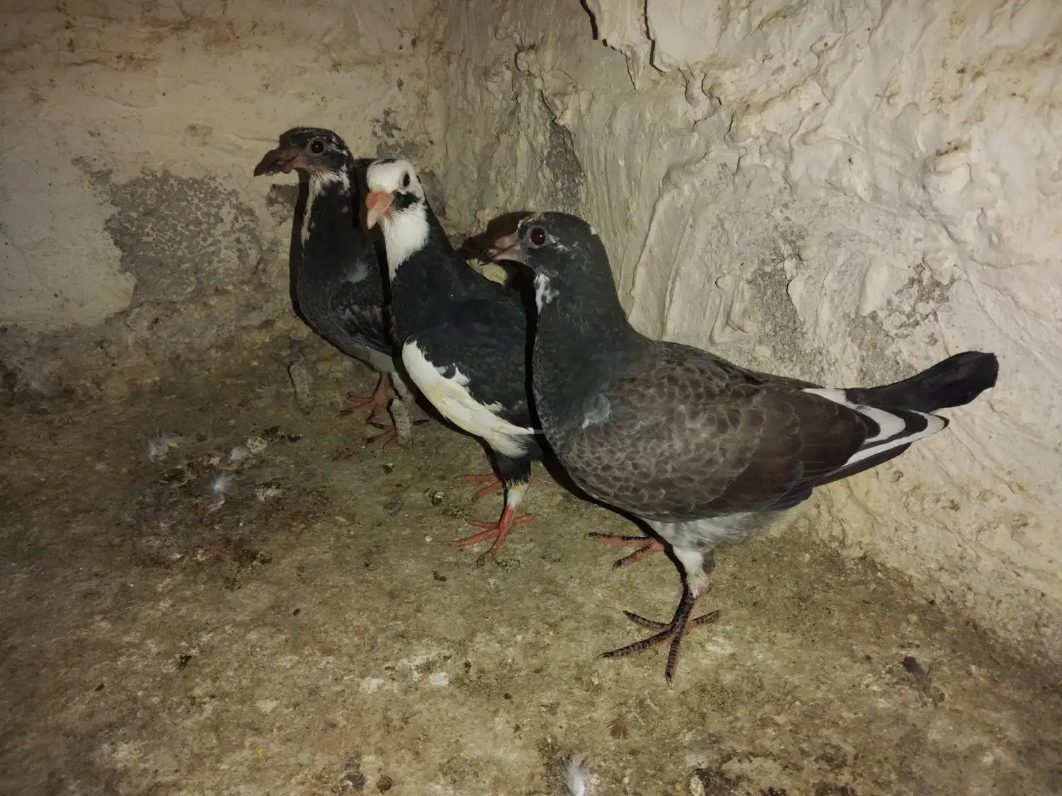 شامی دلبر ماده و سه تا جوجه هیچ بند|پرنده|برازجان, |دیوار