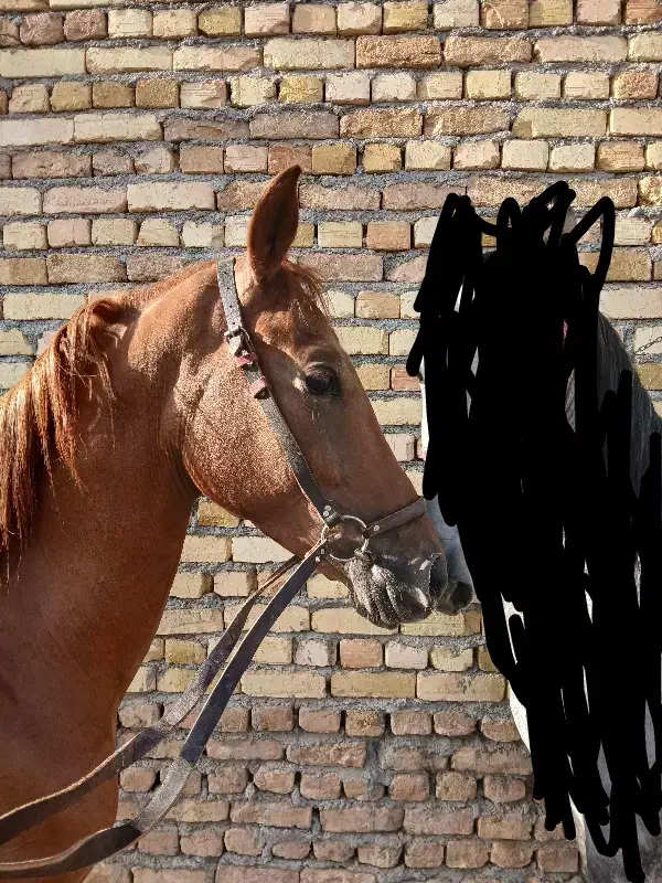 اسب مادیان|اسب و تجهیزات اسبسواری|معصومیه, |دیوار