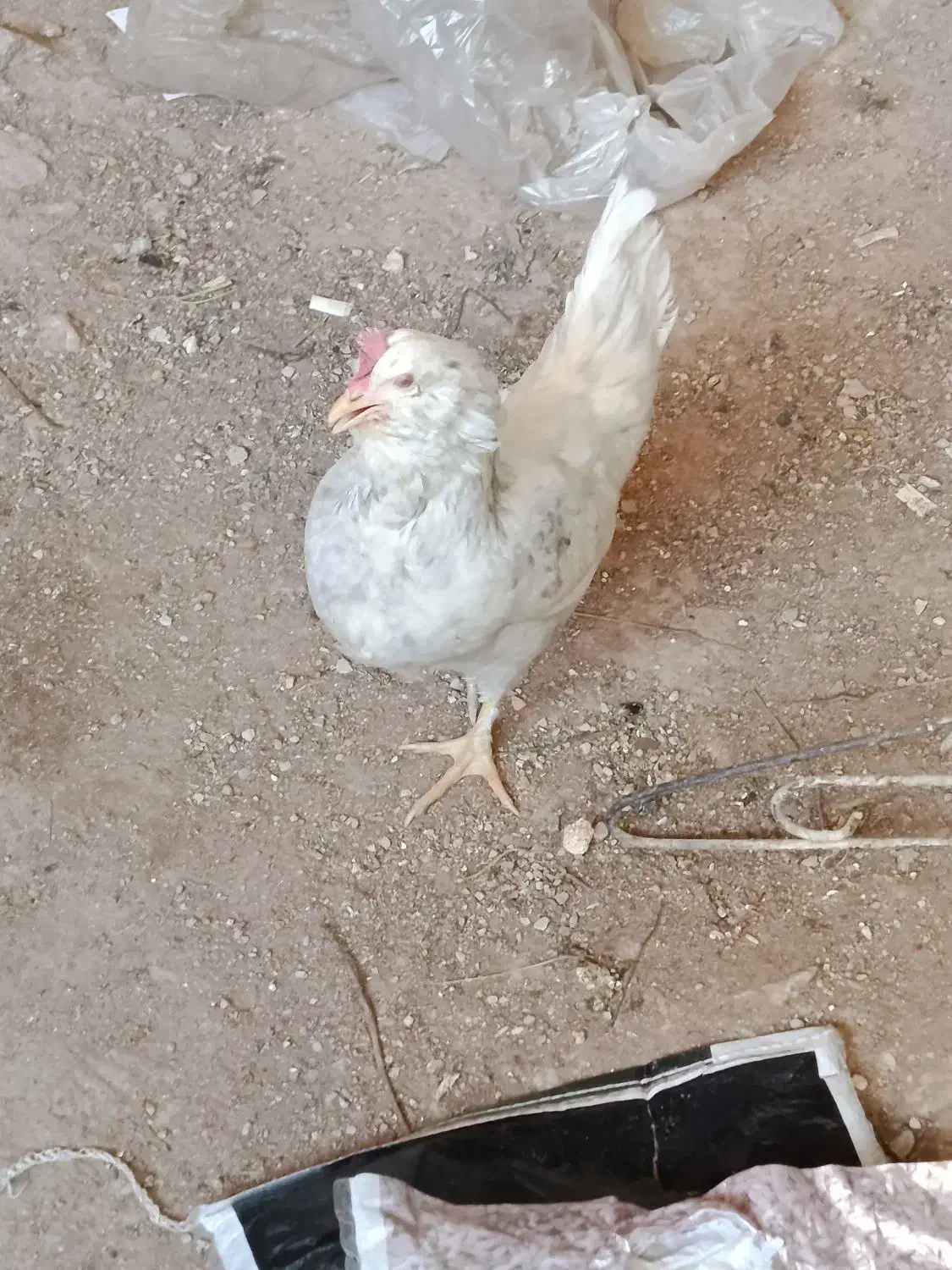 فروش مرغ و خروس|حیوانات مزرعه|شیراز, کیان آباد|دیوار