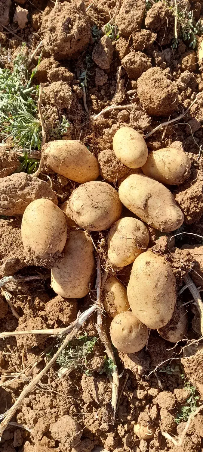 سیب جلی وبامبا|عمده‌فروشی|حسن آباد, |دیوار