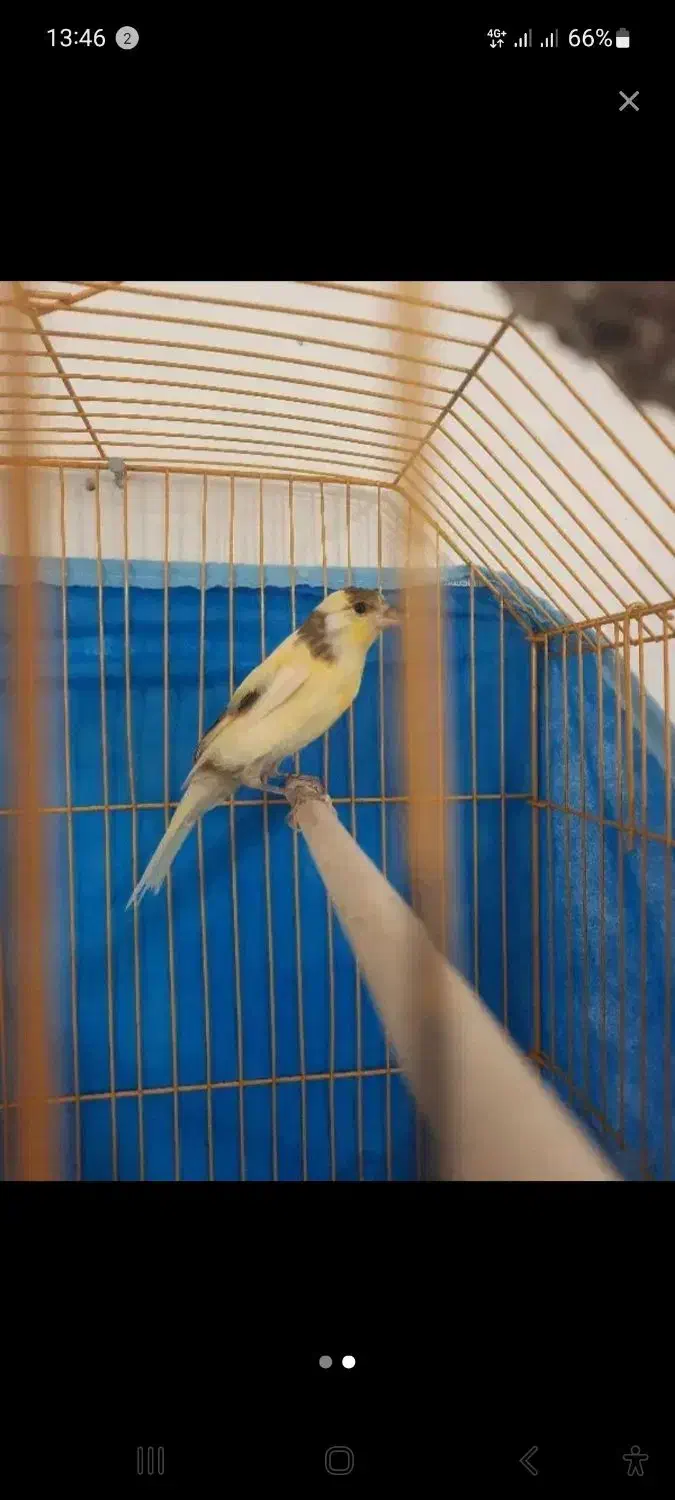 قناری|پرنده|قزوین, |دیوار