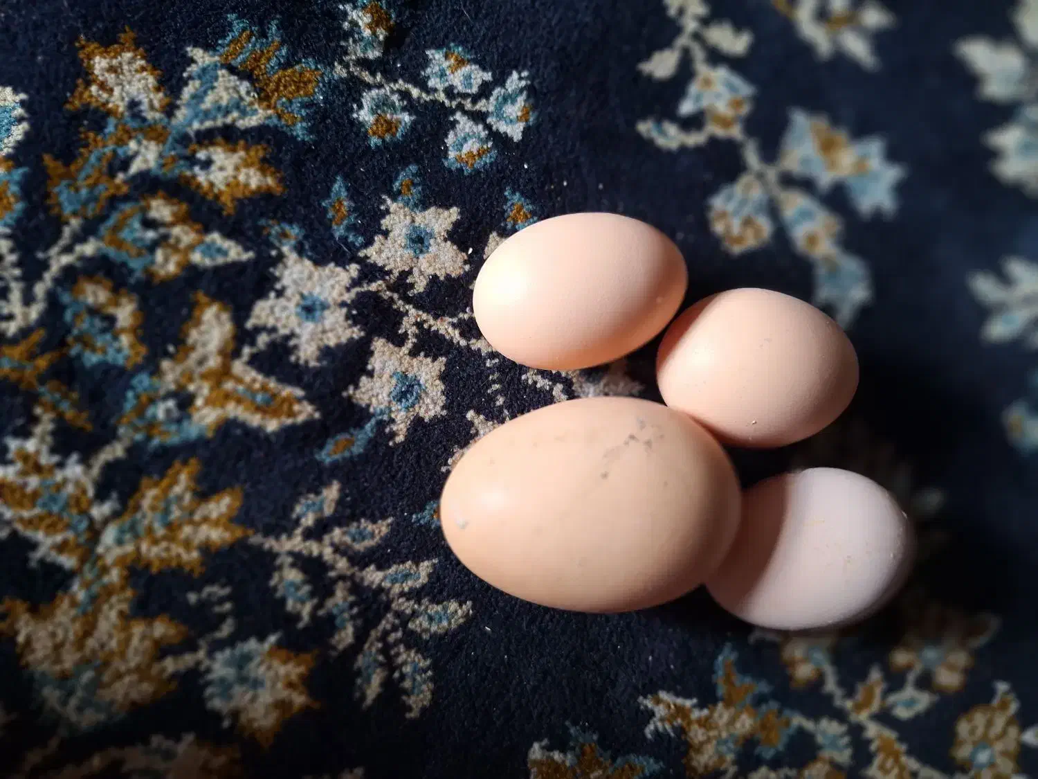 لاری|حیوانات مزرعه|شیروان (خراسان), |دیوار