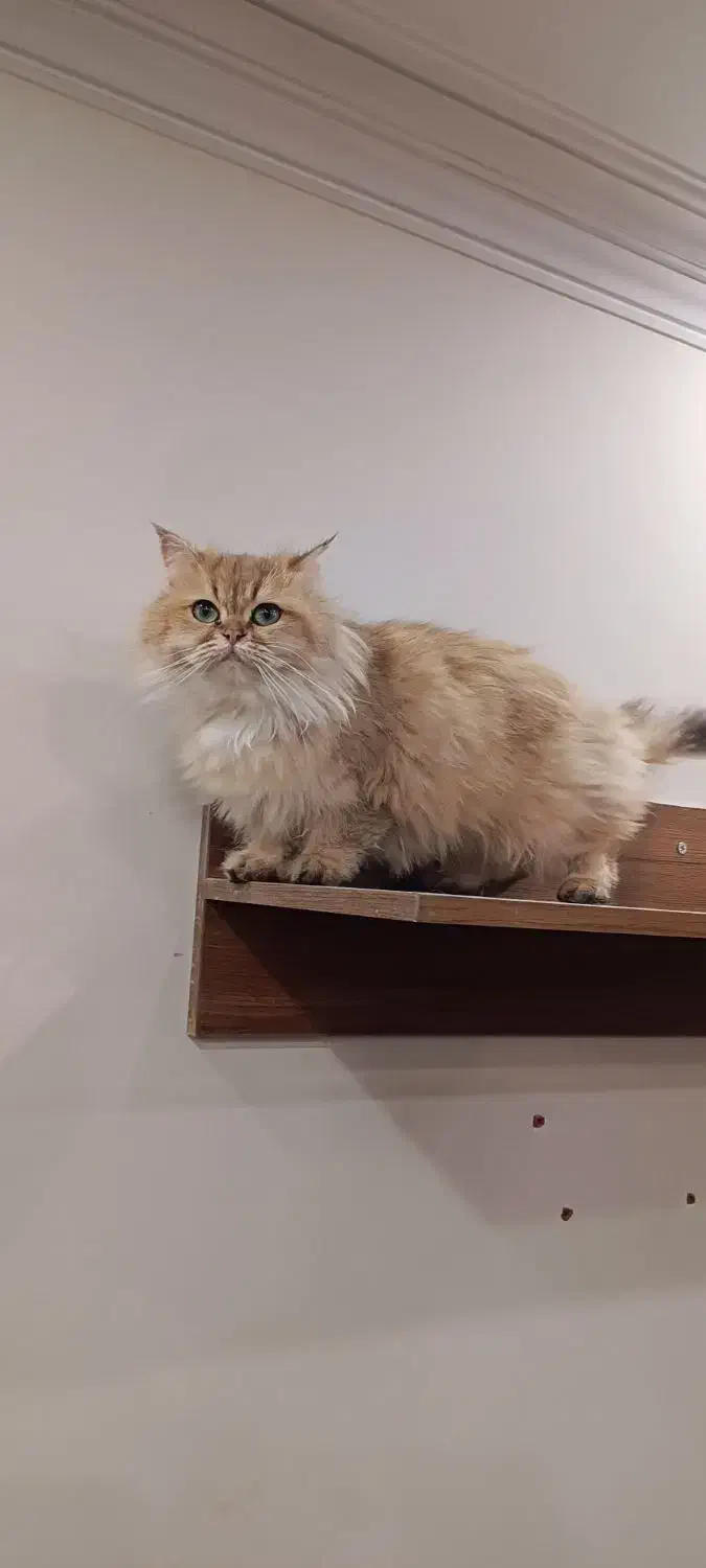 بریتیش گلد لانگهیر|گربه|تهران, کوی بیمه|دیوار