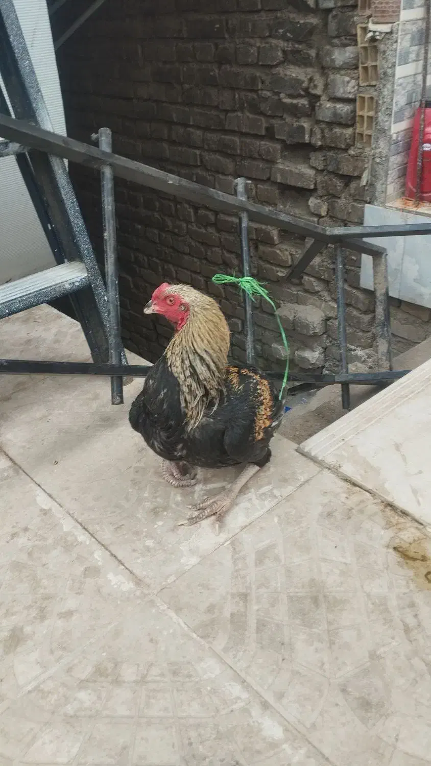 خروس لاری|حیوانات مزرعه|یزد, |دیوار