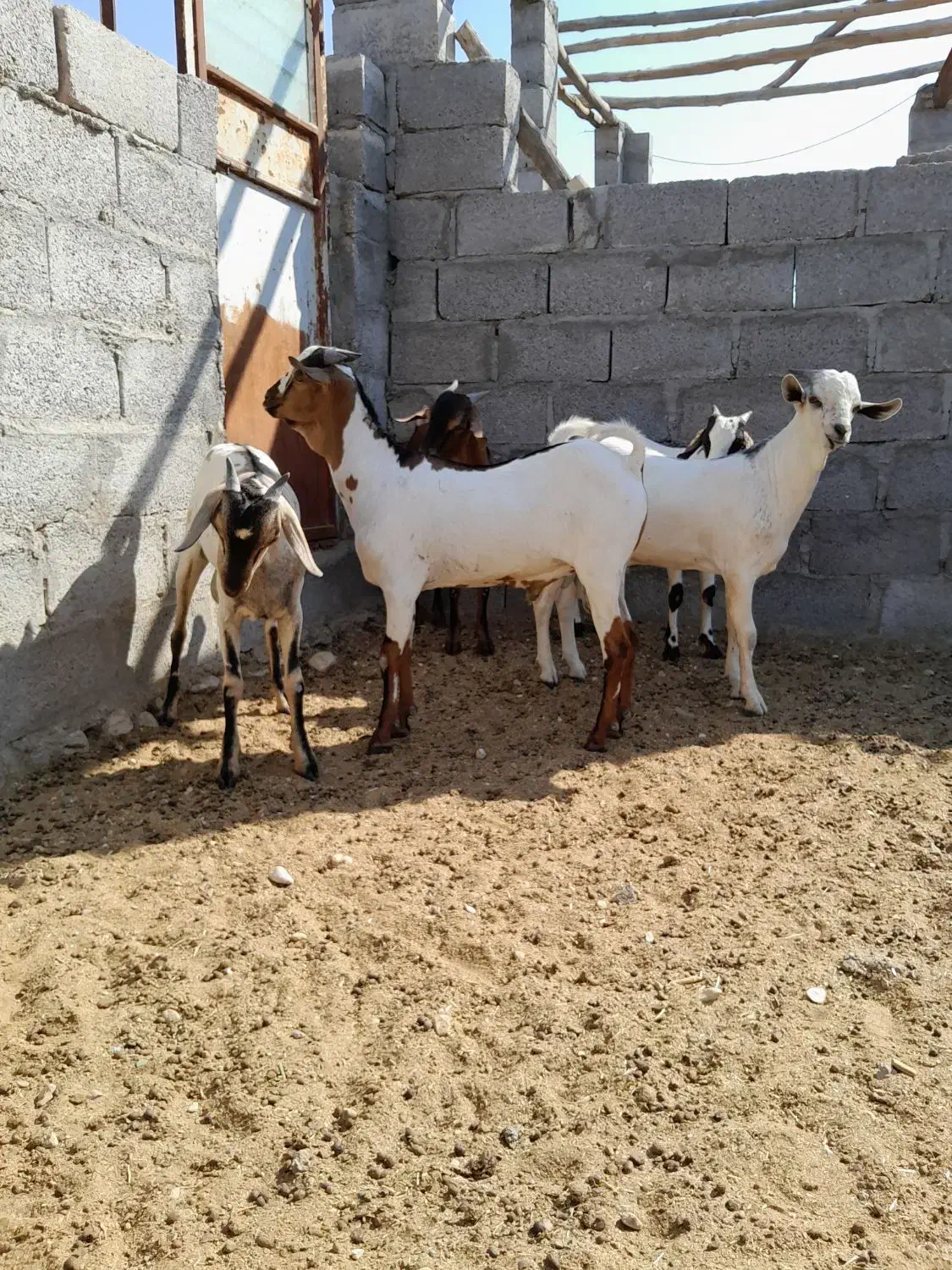 کهره سومال|حیوانات مزرعه|بستک, |دیوار