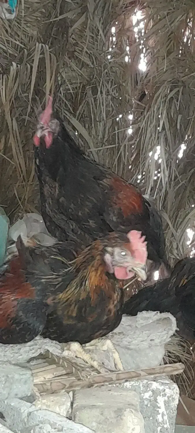 مرغ و خروس محلی‌ چاق برای کشتار|حیوانات مزرعه|کهنوج, |دیوار