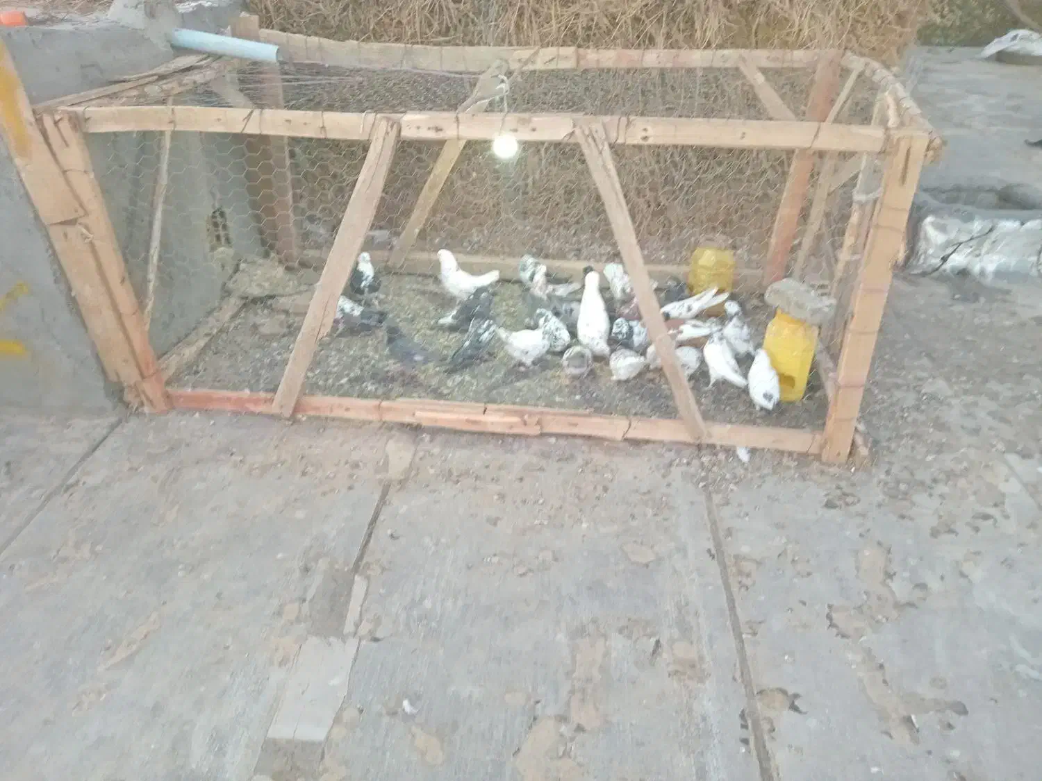 کبوتر پرشی|پرنده|چاراویماق, |دیوار