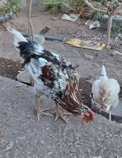 مرغ گلین طوسی گلین|حیوانات مزرعه|رفسنجان, |دیوار