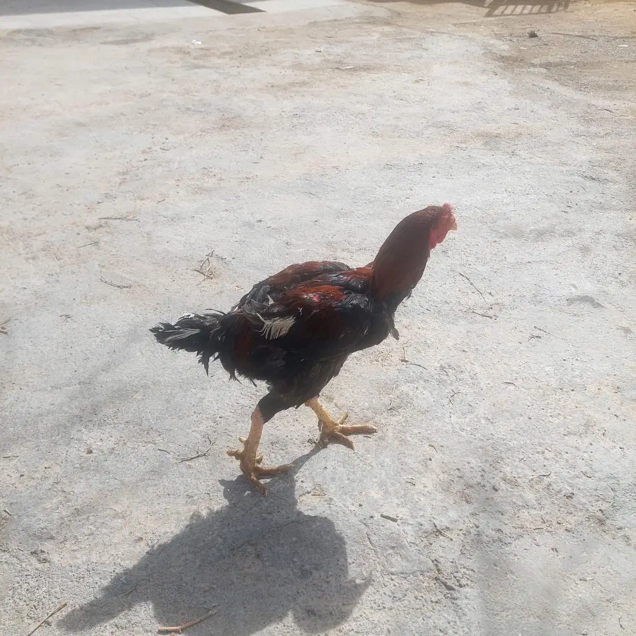 خروس لاری|حیوانات مزرعه|شیراز, زیباشهر|دیوار