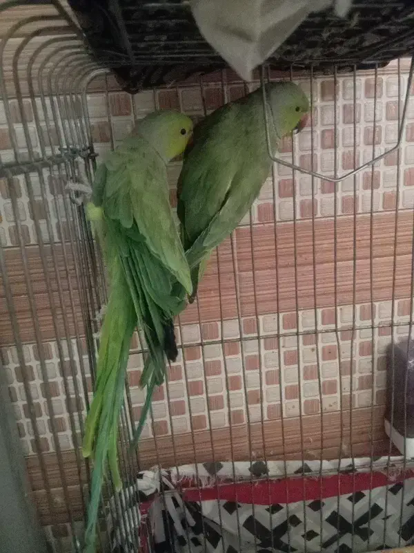 دوعدد طوطی ملنگو نر|پرنده|زرند, |دیوار