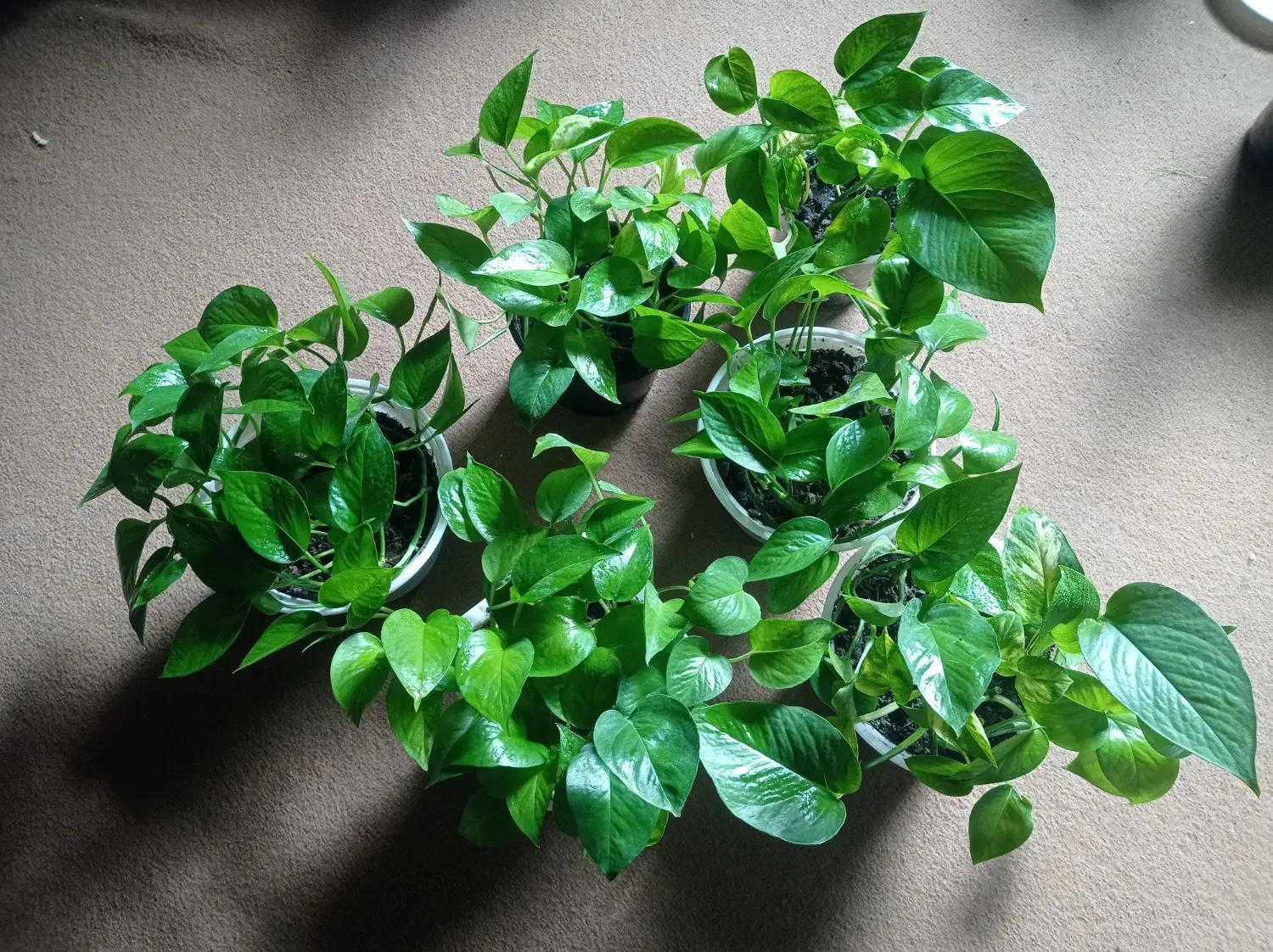 گل پتوس|گل و گیاه طبیعی|بهشهر, |دیوار