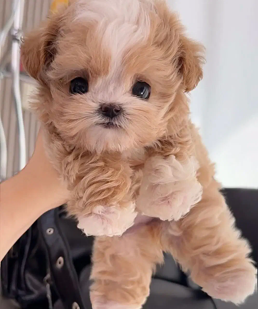 سگ جیبی پودل|سگ|تهران, پونک|دیوار