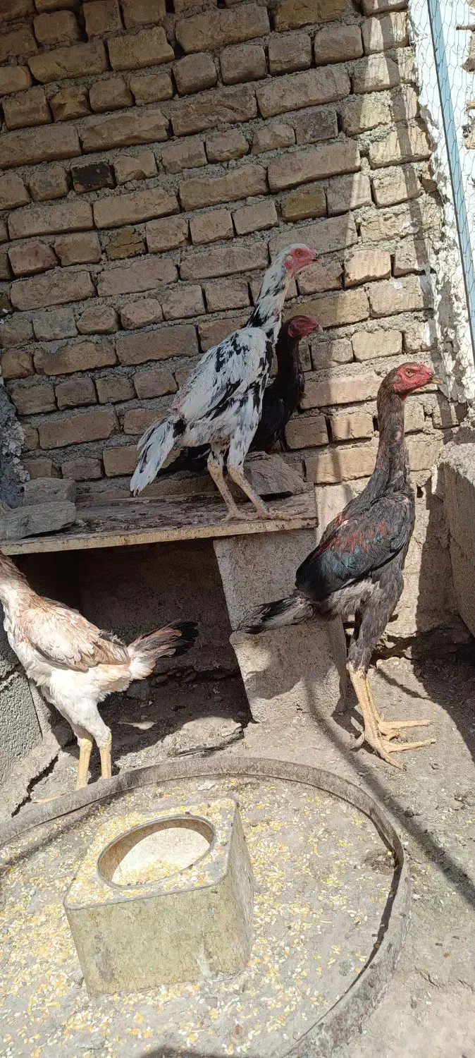 خروس مرغ اوشامو|حیوانات مزرعه|آبیک, |دیوار