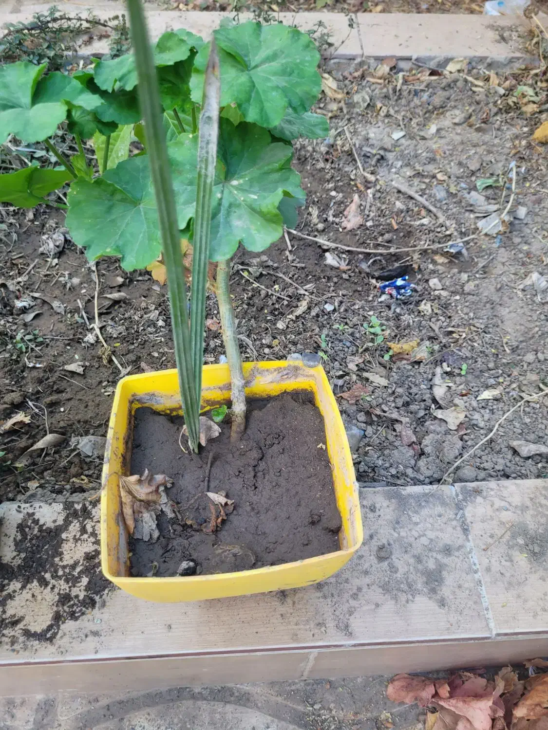 گل شمعدونی|گل و گیاه طبیعی|کاشمر, |دیوار