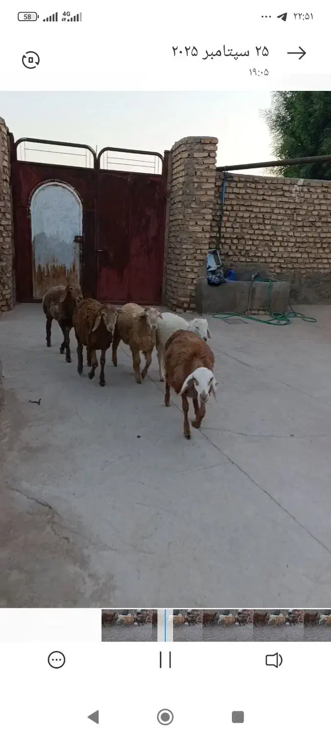 بره چینی|حیوانات مزرعه|بیرجند, |دیوار