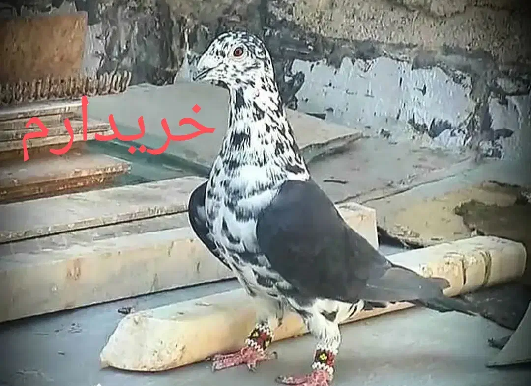 کبوتر|پرنده|چغادک, |دیوار