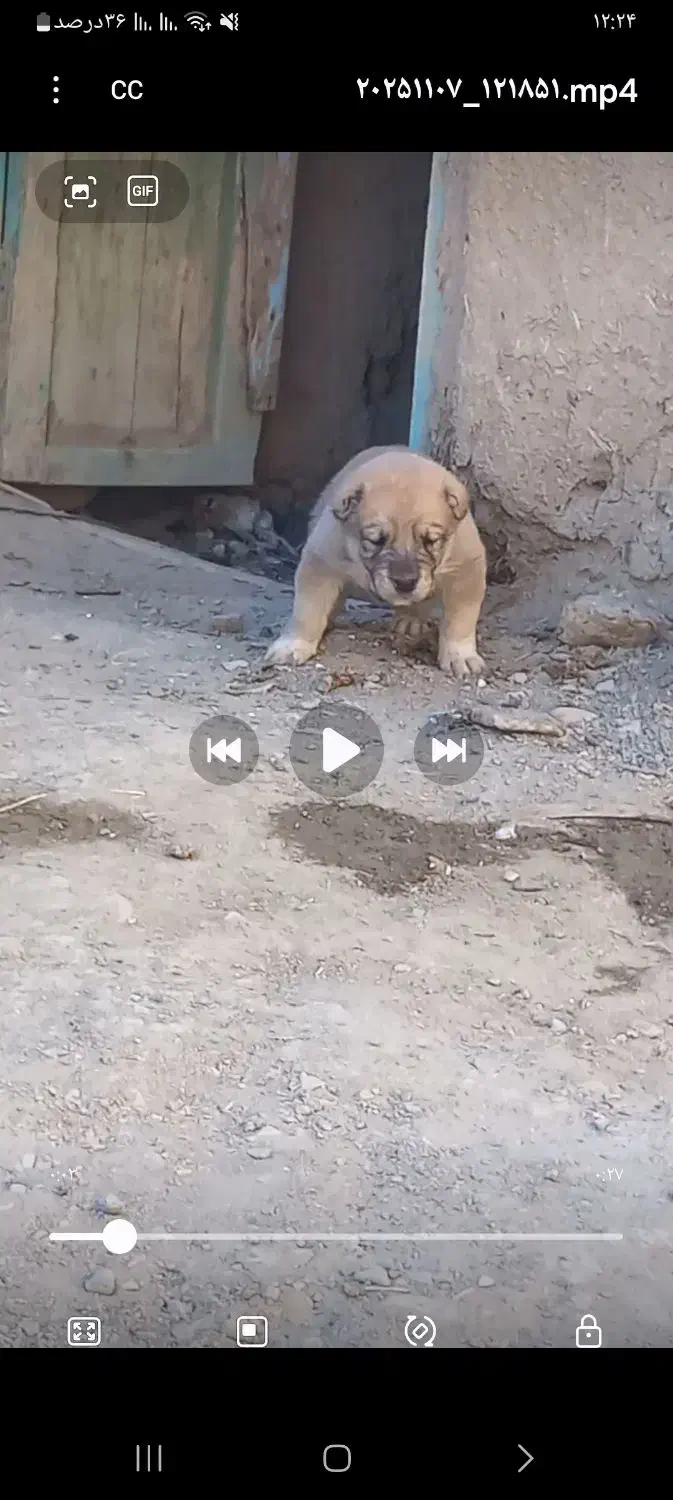 سگ نر|سگ|کاشمر, |دیوار