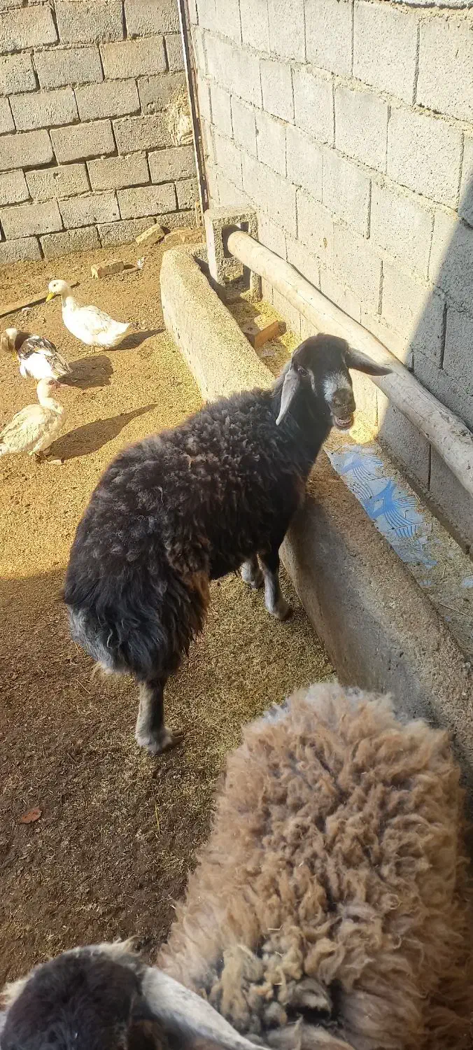 بره ماده افشار|حیوانات مزرعه|فیروزه, |دیوار