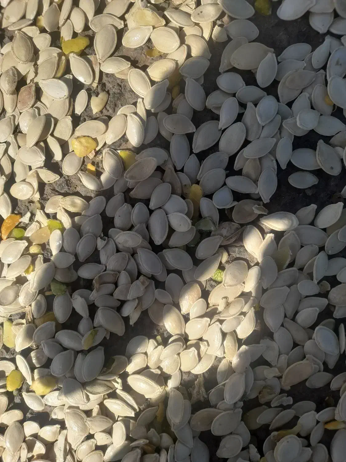 تخم کدو|عمدهفروشی|مهربان, |دیوار