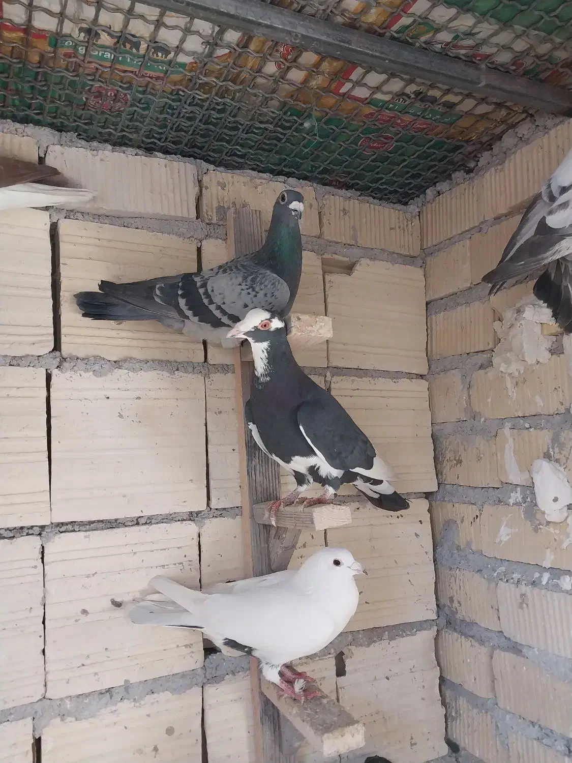 پرنده|پرنده|شیراز, شهرک گلها|دیوار