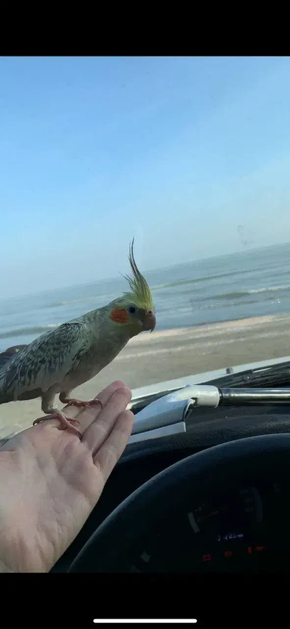 گمشده (عروس هلندی) اسمش توکا است|حیوانات|خرم‌آباد, |دیوار