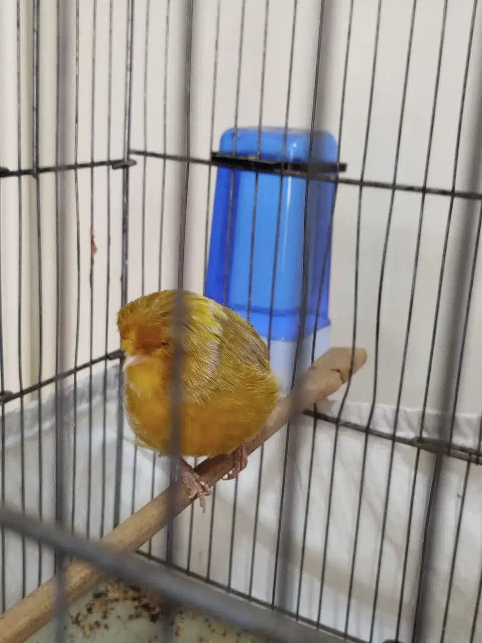 قناری کرست نر بخون|پرنده|رباطکریم, شهرک والفجر|دیوار