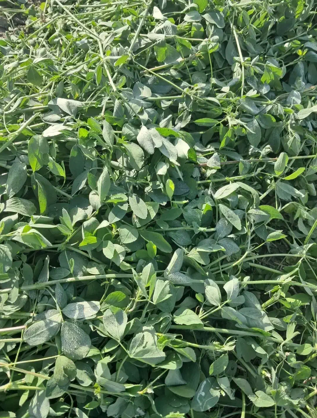 یونجه|عمده‌فروشی|کیار, |دیوار