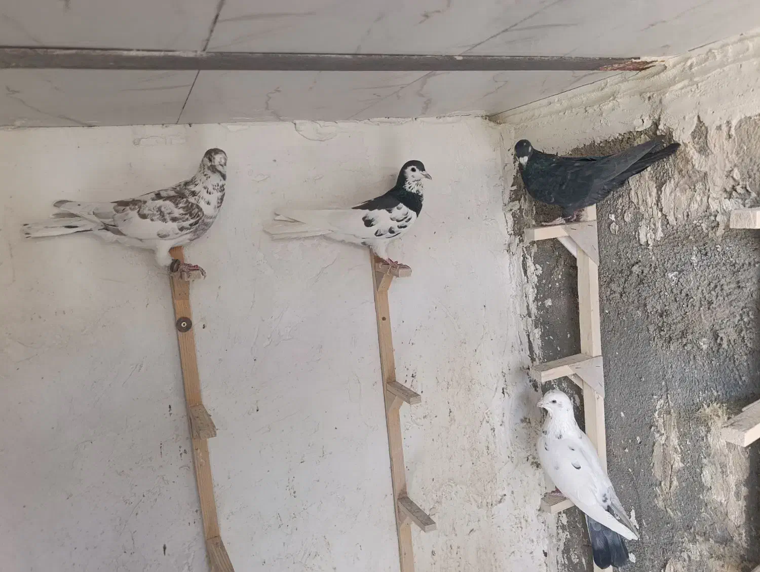 کفتر یال سیا سرور گلی دمبی|پرنده|سپیدان, |دیوار