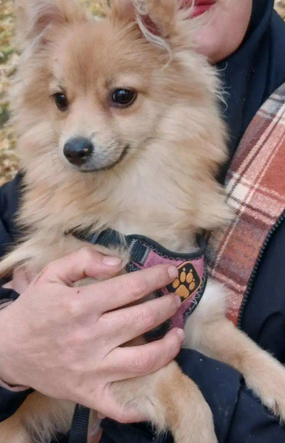 واگذاری سگ پامرین روباهی رایگان|سگ|خرمآباد, |دیوار