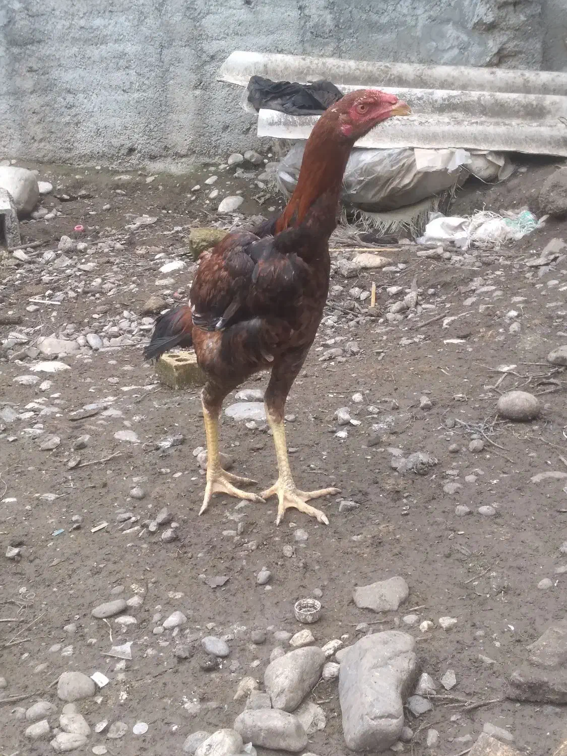 خروس لاری|حیوانات مزرعه|مزرعه کتول, |دیوار