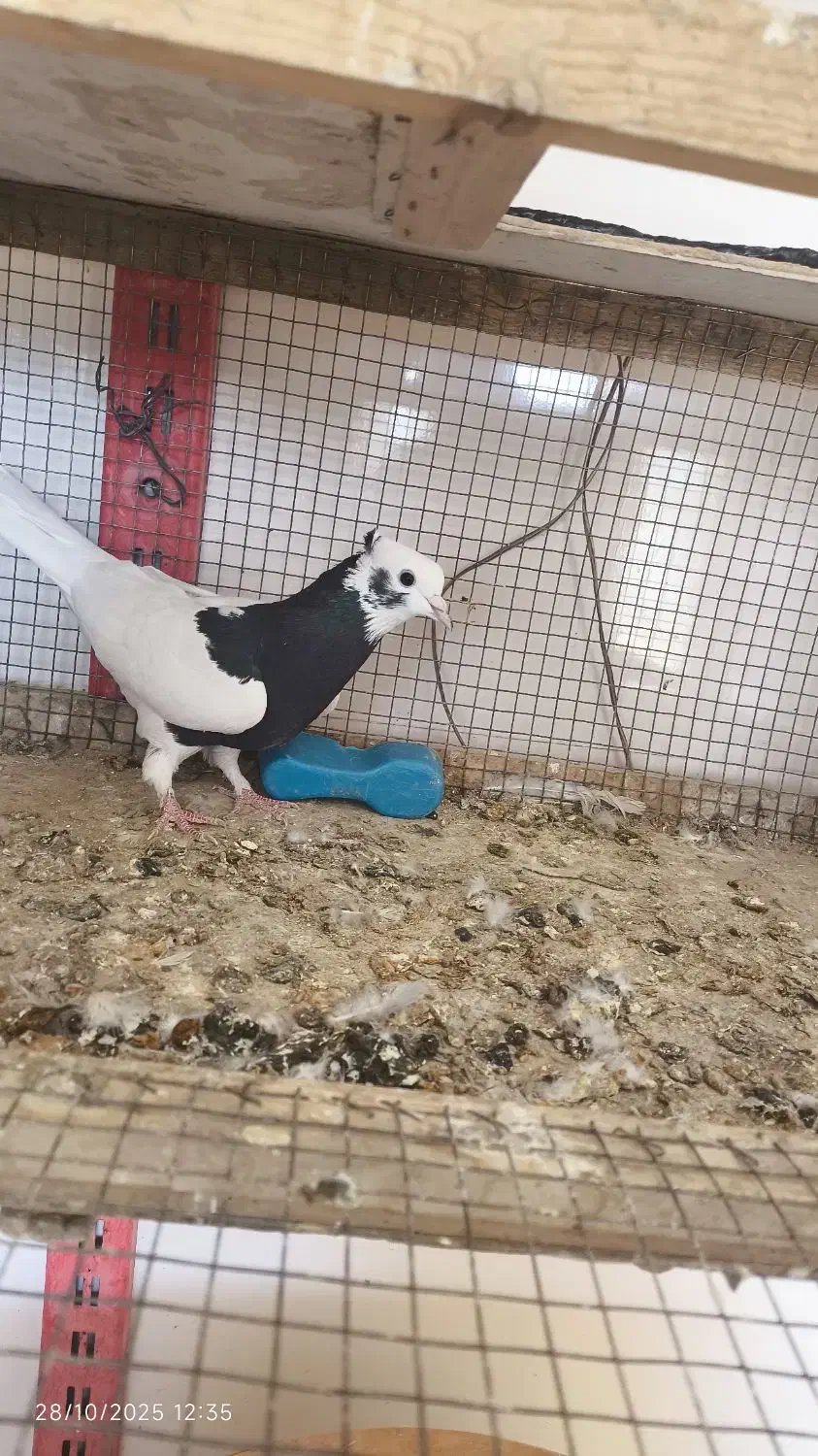 ماده طوقی سیاه|پرنده|صابری, |دیوار