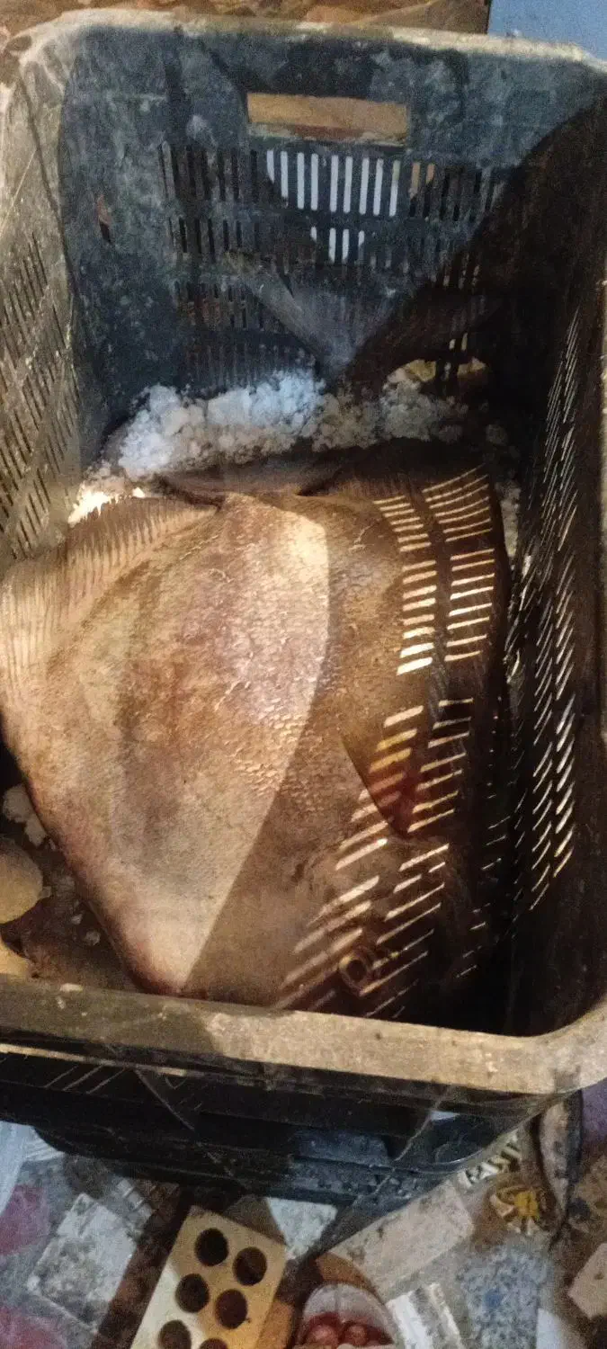 ماهی تازه هندیجان|ماهی|امیدیه, |دیوار