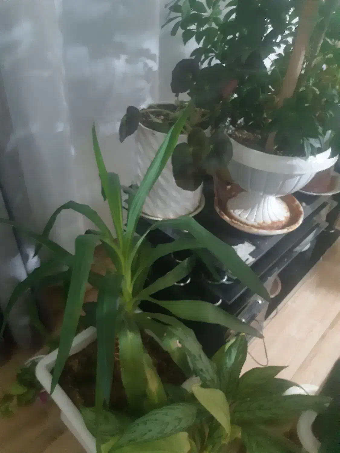 سلام یه تعداد گل کاج ویه تعداد گل زیاد به فروش|گل و گیاه طبیعی|سرپل ذهاب, |دیوار