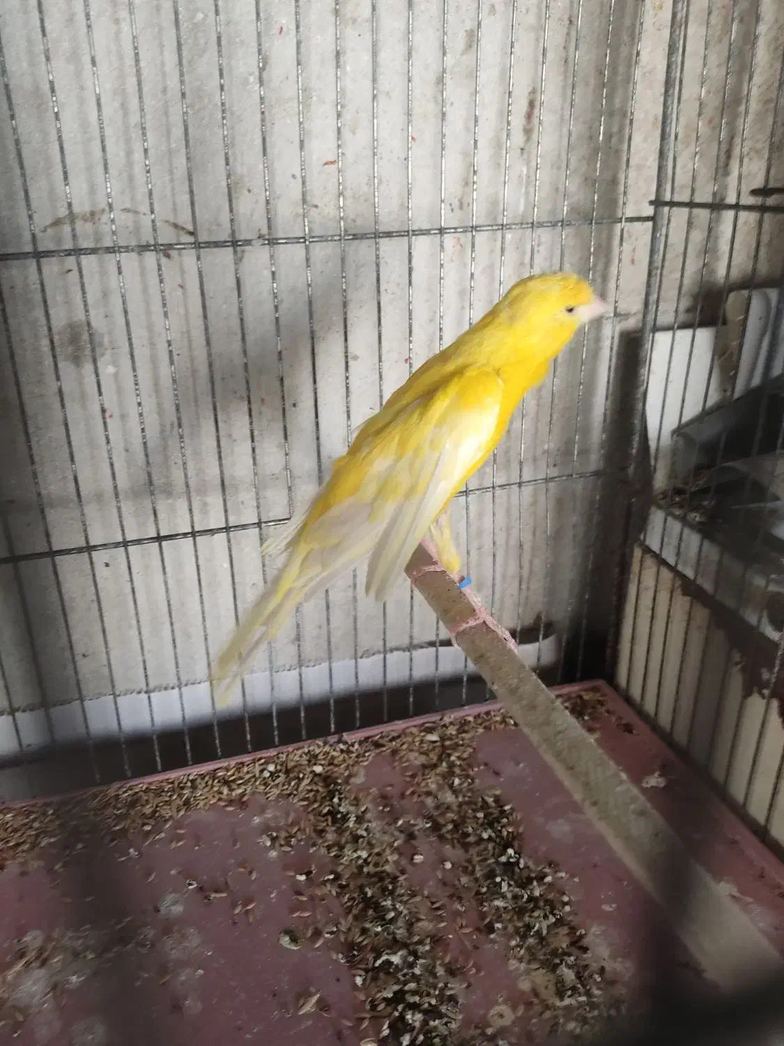 قناری نر|پرنده|ساوه, |دیوار