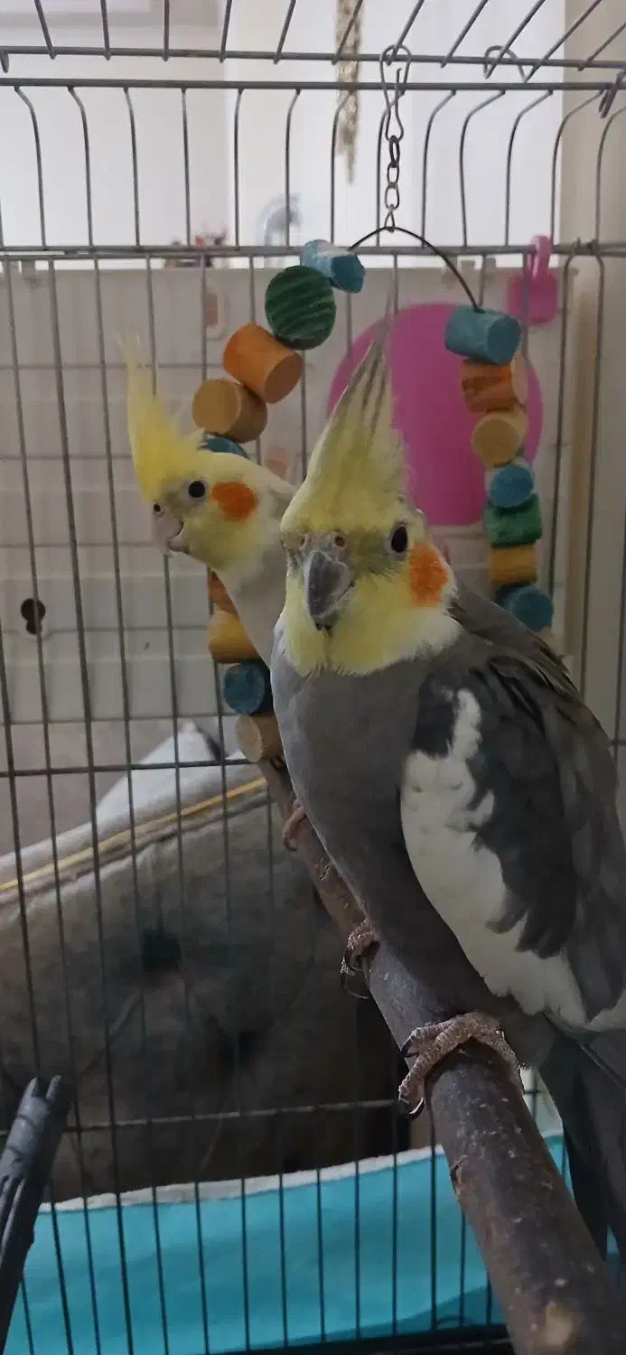 جفت عروس هلندی|پرنده|پاکدشت, پاکدشت (مامازند)|دیوار