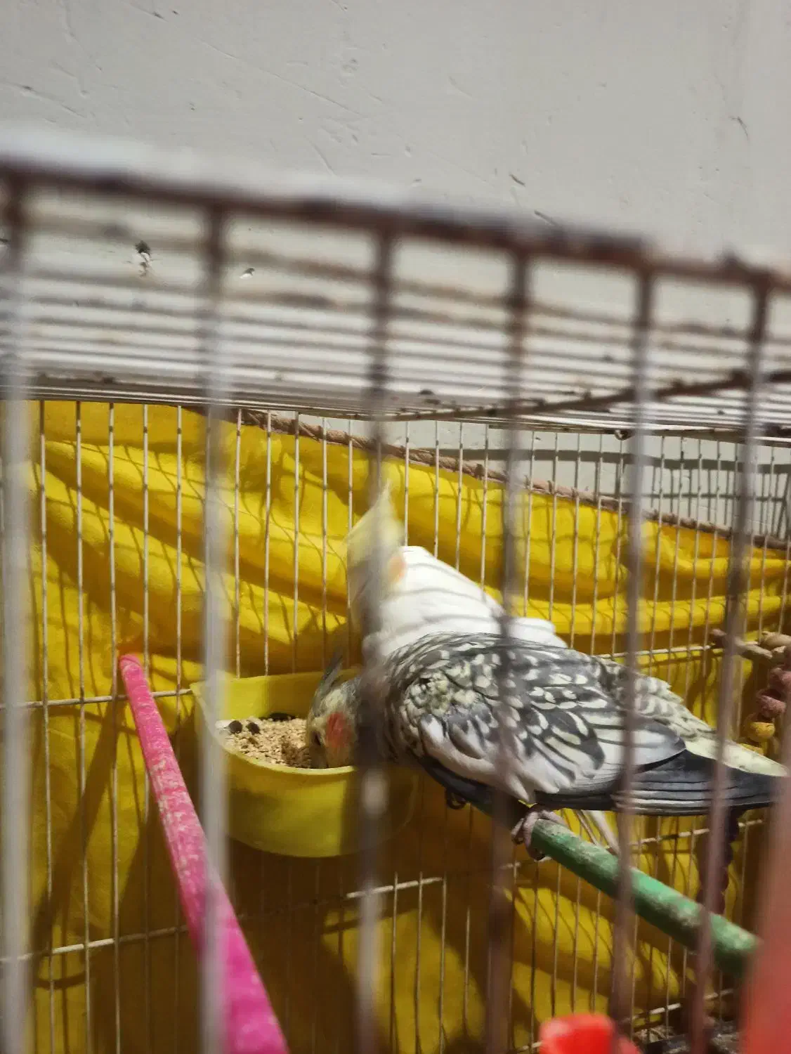 عروس هلندی|پرنده|شیروان (خراسان), |دیوار