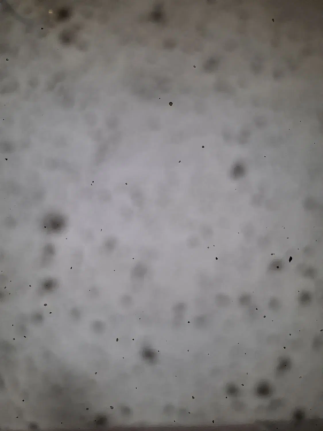 لوبیا سفید|عمده‌فروشی|دورود, |دیوار