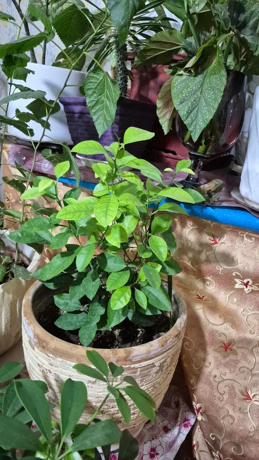 انواع گل ها|گل و گیاه طبیعی|الوند, |دیوار