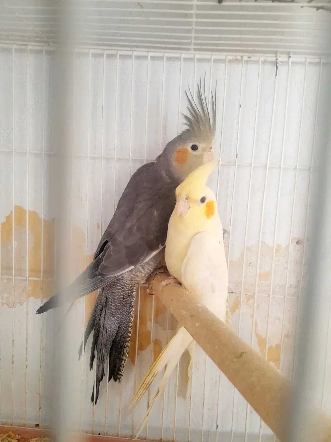 عروس هلندی.معاوضه ای|پرنده|مرودشت, بیست متری بیمارستان|دیوار