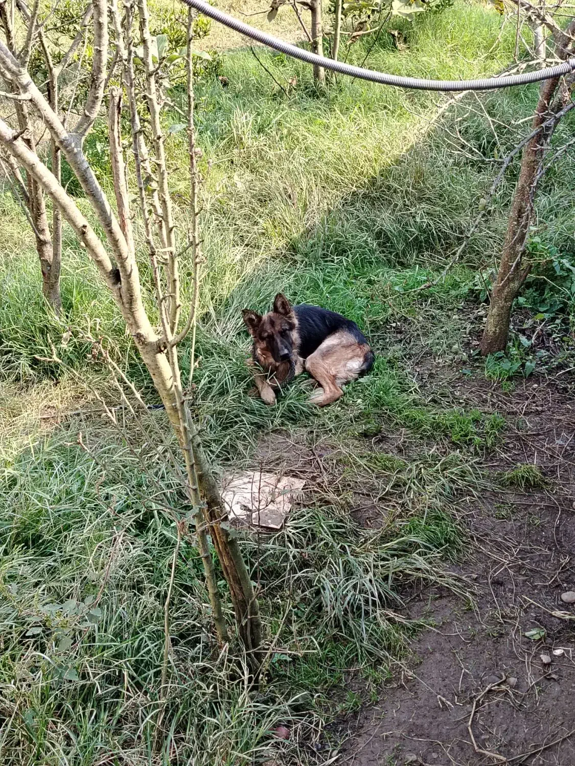سگ ژرمن شولاین اصلی ماده|سگ|رشت, حومه رشت|دیوار