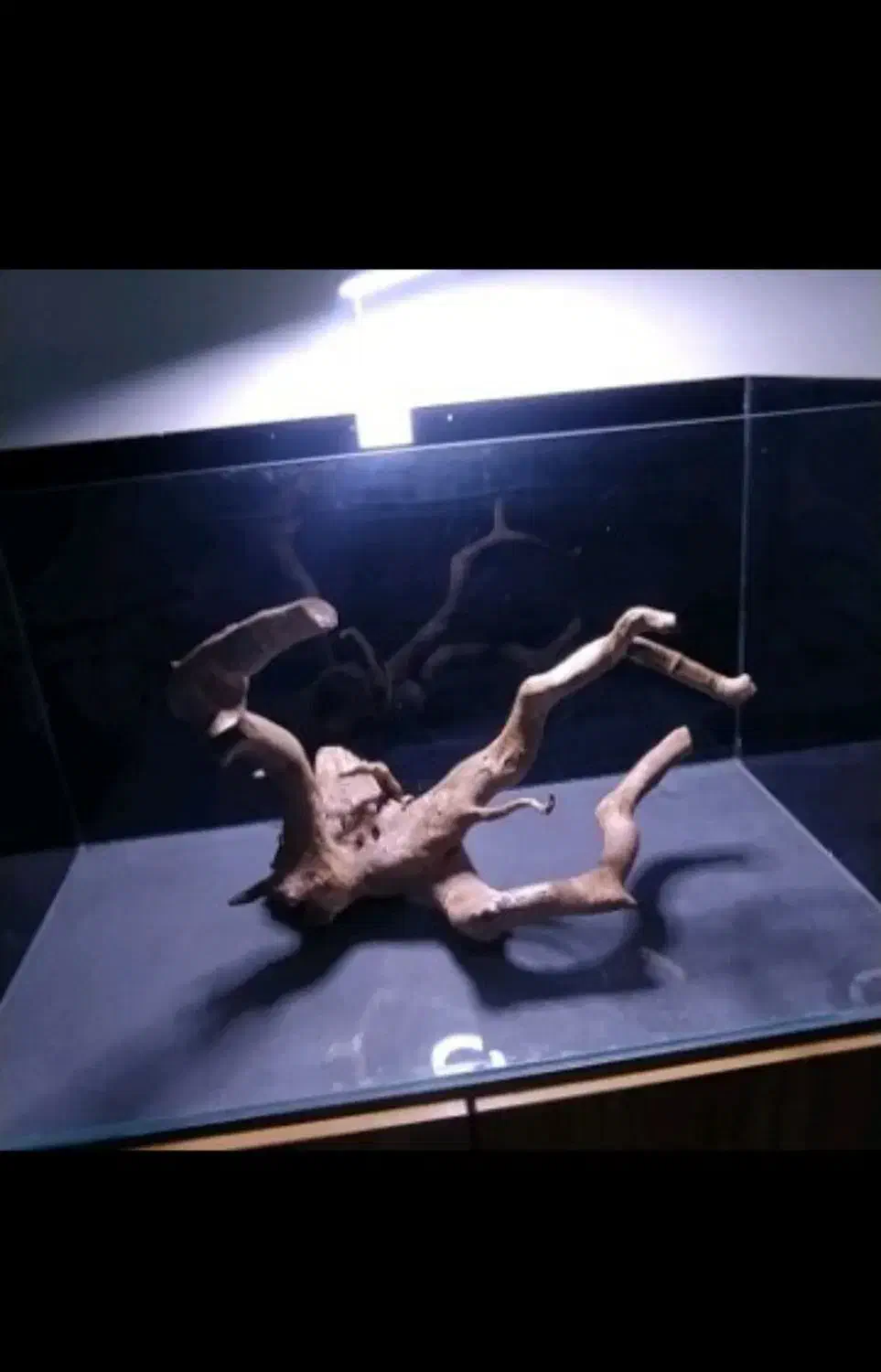 چوب ابنوس|ماهی|کرج, شهرک جهازیها|دیوار