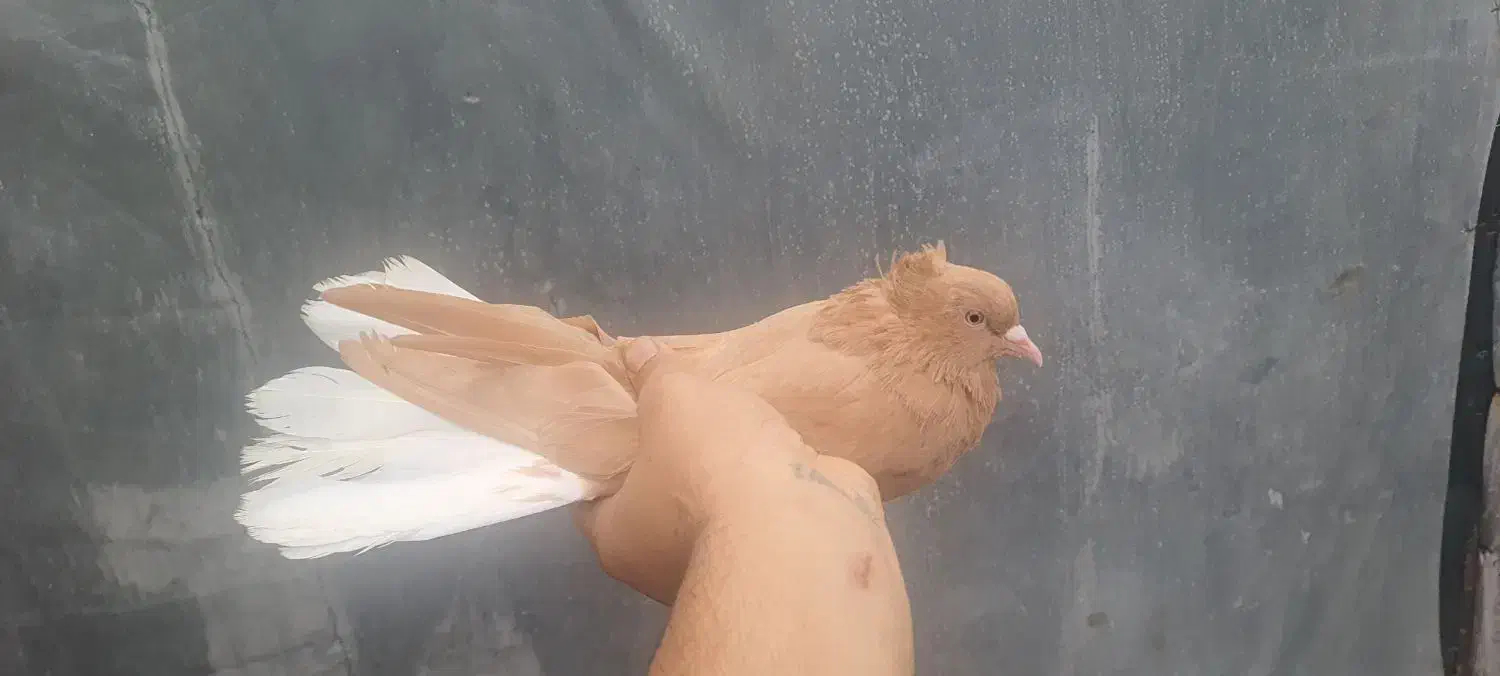 اشعل زرد جوان|پرنده|شوش, |دیوار