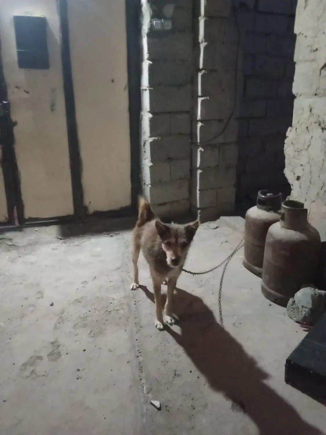 سگ فروشی|سگ|زابل, |دیوار